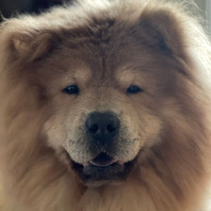 Meet your Posher, Lucky